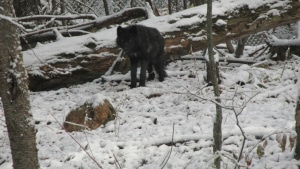 Black wolf pup onyx