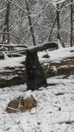 Onyx the black wolf pup