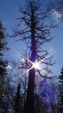 Ontario's tallest pine