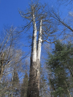 First full view of the tree from the bottom of the valley