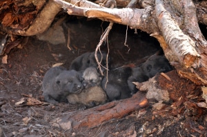 Wolf pups in den