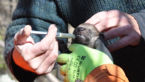 De-worming a wolf pup