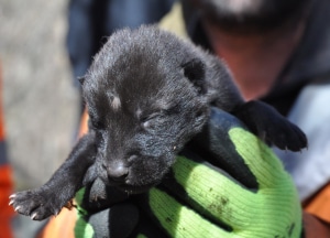 Wolf pup