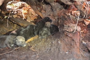 Wolf pups in den