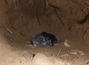 Pups in den