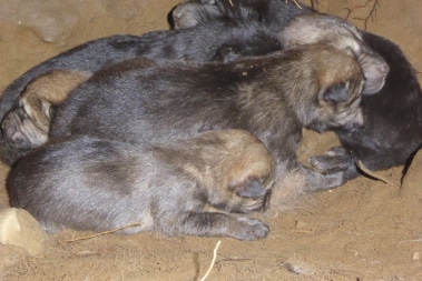 Close up pups in den
