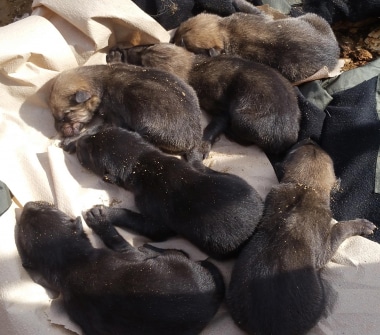 Pile of wolf pups