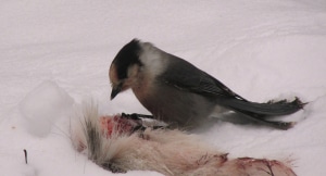 Gray jay scavenging deer hide