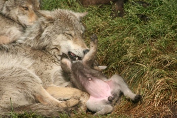 Wolf Granite, one of the missing Alpha pair, with her pups in June 2012