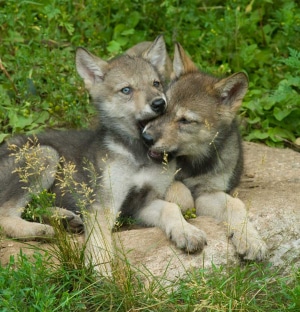 Wolf Puppies Playing