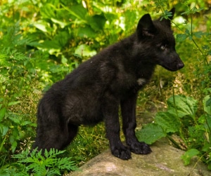 Black wolf pup boy