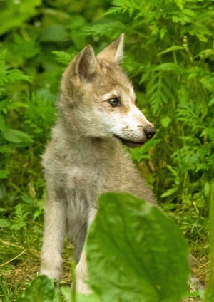 Brown wolf pup boy