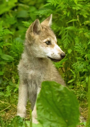 Brown wolf pup boy