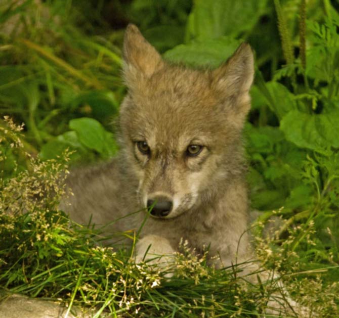 Brown wolf pup girl