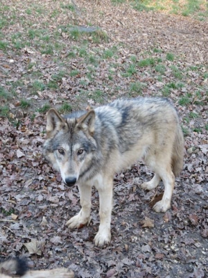 Wolf standing up