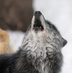 Onyx Howling - Photo courtesy of www.followmenorth.com