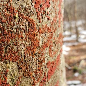 Beech Bark Disease: Beautiful But Deadly