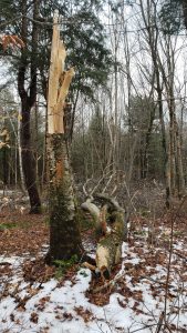Beech Bark Tree Killed by Beech Bark Disease