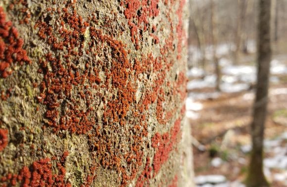 Beech Bark Disease: Beautiful But Deadly