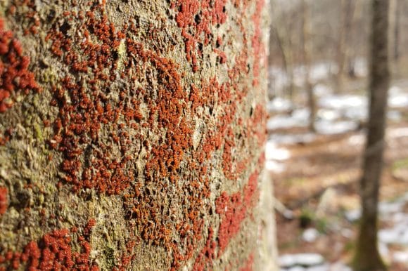 Beech Bark Disease: Beautiful But Deadly