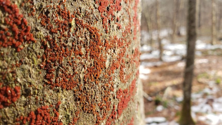 Beech Bark Disease: Beautiful But Deadly