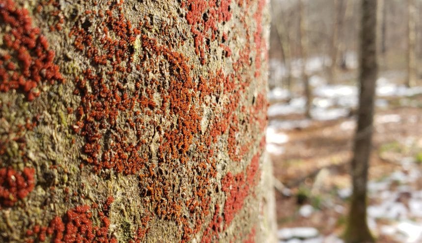 Beech Bark Disease: Beautiful But Deadly