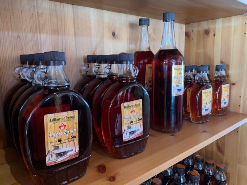 Make Your Own Maple Syrup This Year – Part 1