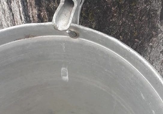 Make Your Own Maple Syrup This Year–Part 2