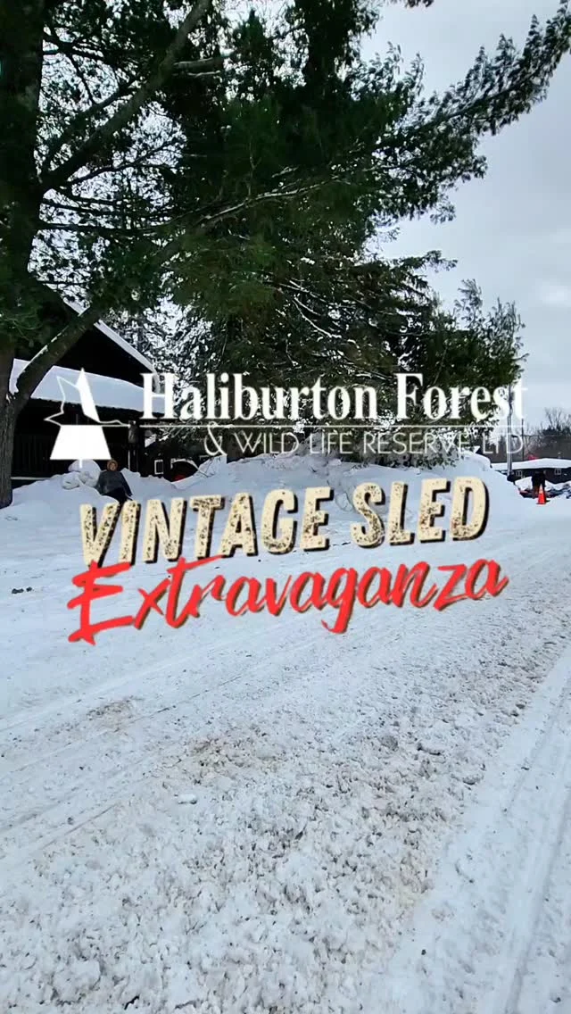 @haliburton_forest Vintage Sled Extravaganza 2025 highlight reel.

As the final bits of snow are melting, we are reminiscing about the incredible winter we had and want to thank everyone who came out to enjoy our winter wonderland! 

This past March, we hosted our first annual vintage sled run, and what a hoot it was!  Smiles for miles, lots of laughs! We hope you will join us in 2026! Dates to be announced in the fall.

Beautiful, exciting highlight reel by the very talented @k.media

#vintage #vintagesled #vintagesledrun #vintagesleds ##vintagesnowmobiles #myhaliburtonhighlands #comewander #discoveron