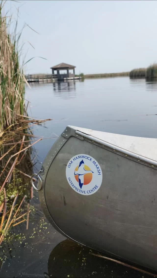 Huge shout out to Jacques, from @oakhammockmarsh for touring @tegsadventure @haliburton_forest GM around their newly renovated and re-opened Discovery Centre as well as the marsh and the surounding natural prairie land itself!  

If you are ever in the Winnipeg area, be sure to check out this centre and the 32 square kilometre wetland, with over 30 kms of trails,  which also happens to be the headquarters of @ducksunlimitedcanada

They host weddings, events, school groups, incredible and fun events, and are open to the public! There is a yummy cafe that serves local fare, plenty of interactive displays to keep the young ones entertained for hours, canoe rentals, and daily programming from guided bird hikes, to bug indentification.
