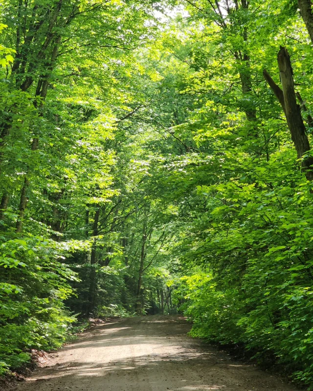 Whether you are a runner, stroller, hiker, biker, or just out for a leisurely drive, the views are stunning @haliburton_forest 

#comewander #myhaliburtonhighlands #haliburtonforest #whataview #green #lushforest #lushforests #tunnelofgreen #greenarchway #hike #bike #run #gravelbike #gravelbikelife🚴‍♂️ #gravelbiking #stroll #trailrunning