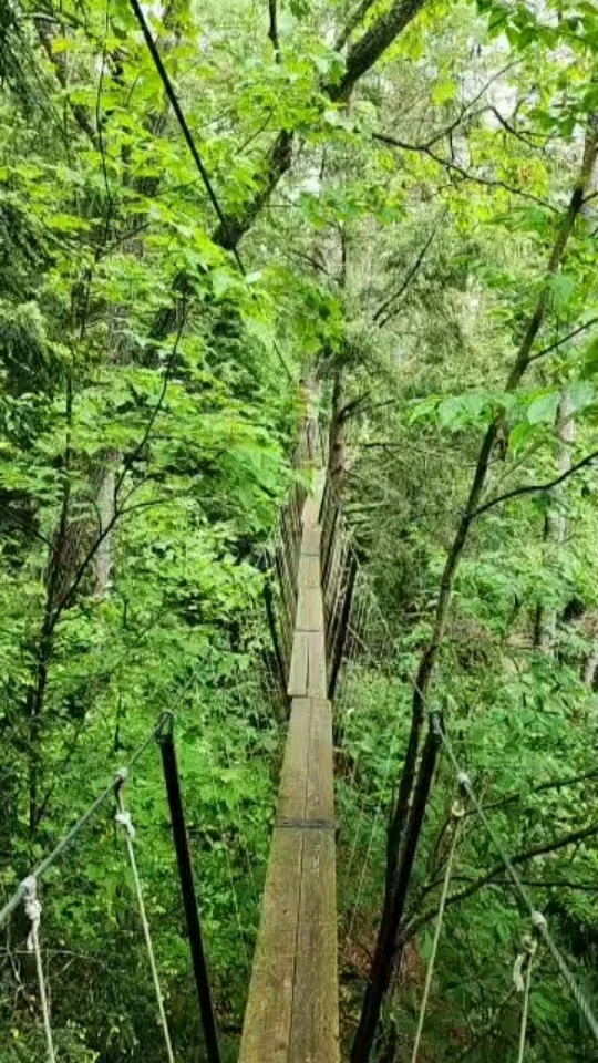 This morning live from the Canopy Tour.

#asmr #live #Haliburtonforest #myhaliburtonhighlands #comewander #discoveron #ontario #canada #canopytour #oldgrowthforest #oldgrowth #largepines