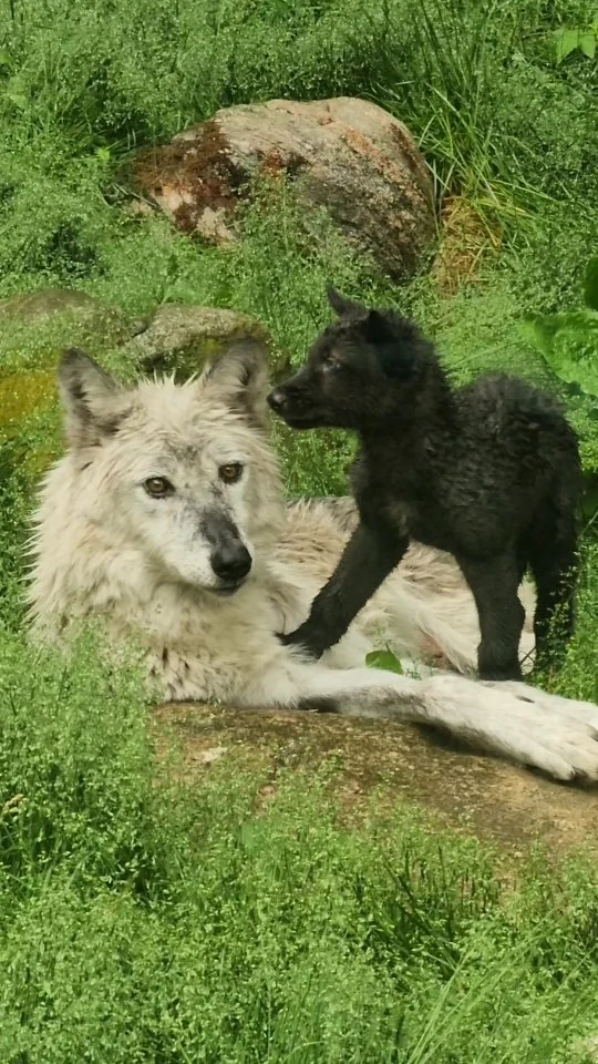 Haliburton Forest Thursday Update! - June 19, 2025

6.5 week old female wolf pup is starting to make appearances at the Observation Area @haliburtonforestwolfcentre

Fishing Derby was super fun! Thank you to everyone who came out! Top fish was a 15.5 inch Rainbow Trout! Congrats to @boshkungsmokehouse @thehookhaliburton, @aanngggiieeee @cam1ferg for a well planned and organized event. $1,000.00 = 200 fishies was raised for the Haliburton Forest Fishing Society for our stocking efforts!

Sunday, June 22, 2025 - Starting at 7pm, the @hockingcollege students will be doing their final presentations on the various topics that they have been researching over the last month.

Thursday, June 26 - Is our first Wolf Howl of the season, and we kick things off with a long-standing tradition of Hocking College joining our facilitators!

Summer break is just around the corner, and we have sooooo much going on! Check out @yours_outdoors for a full events and experiences calendar.

#Haliburtonforest #myhaliburtonhighlands #discoveron #summerfun #summerbreak #summergetaway