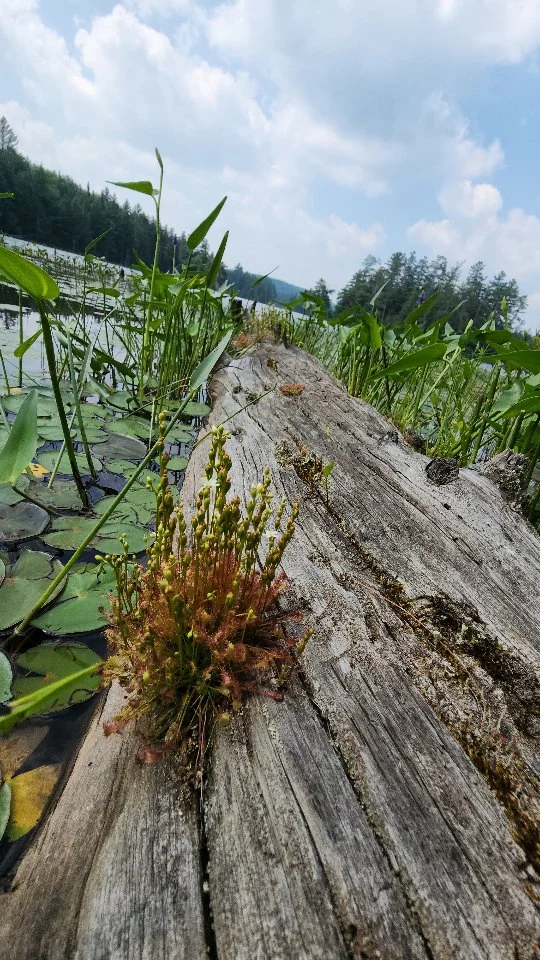 Summer @haliburton_forest 

#summerfun #summerlovin #haliburtonforest #myhaliburtonhighlands #comewander #discoveron #ontario #canada #whataview #summerview #summerviews #dalmatian