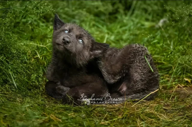 A soggy scritch 💧

Haliburton Forest Wolf Centre is open daily throughout the summer from 10:00 am - 4:30 pm with last admission at 4:00 pm. No reservations are required.
See our website for special events or programs and to enter our Puppy Naming Contest.

#myhaliburtonhighlands #comewander #discoveron #forglowinghearts #Haliburtonforest